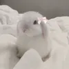 art._.cat_is_here