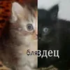 hosochechki