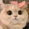 yingchyly