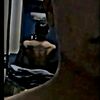 angel10_.1