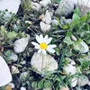 nournajat