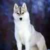 chicibamboni_a