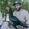 hafeezbaloch19