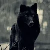 teamvarg1
