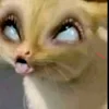 furtacorr