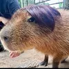 qtprs