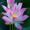 thanh1429