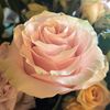 vanessa_15150