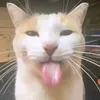 snusolub_terrarist