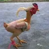 ayammgoyengmail