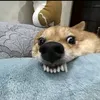 hwnghoang_