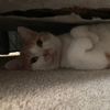 the_nerdy_cat