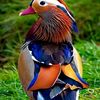 saud_8641