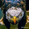 ahmedalredy