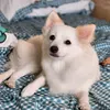 peachpomspitz