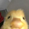 bajichifuyuuwu
