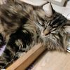 catpost_