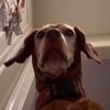 snackdog