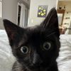 ancatdubh