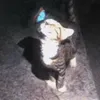 _..catbtfy.._