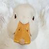 ducko_face