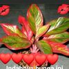 surtinasurtinna