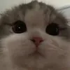 dolcettceo