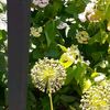 honeyp05