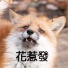 fox2644934