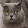 denis_sosal0