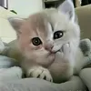 pe_dyy209