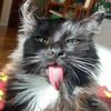 little_cat_gidget