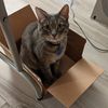 woodpeltneko