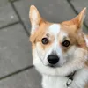 bergisel_