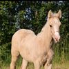 palomino_pony_