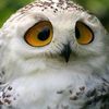 owlpuccino