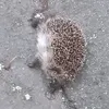 n0ahb0ultbee