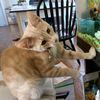 littlejohnthecat