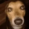kitoseco