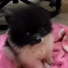 mikipb