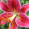 stargazerlilly89