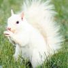 clevelandparksquirrel