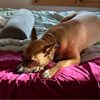 oregonreddog