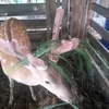 thaituannguyen_38h