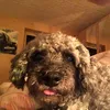 damu42