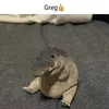 gregcroc0