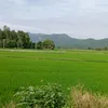 12376982l