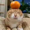 kazino.mlaven