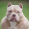 bulldavy