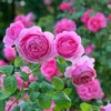farzanaashraf503